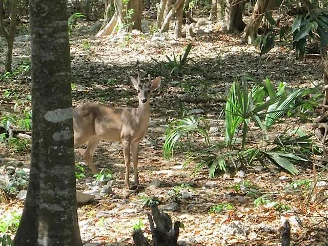Casa Di Luca Lägenhet Playa del Carmen